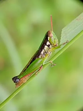 Grasshopper Stock Photos