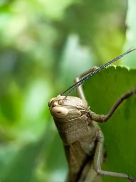 Grasshopper Stock Photos