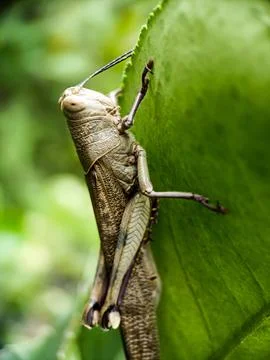 Grasshopper Stock Photos