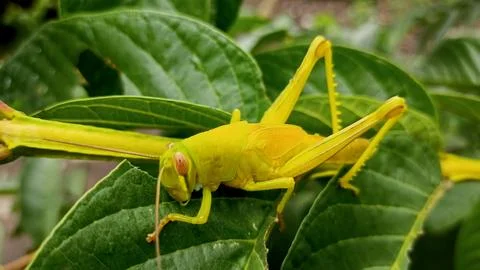 Grasshopper Stock Photos