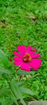 A grasshopper Foto stock