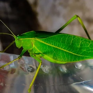 GRASSHOPPER Stock-Fotos