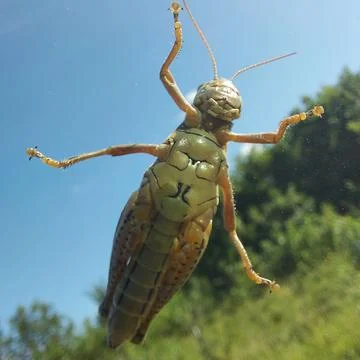 Grasshopper  Stock Photos