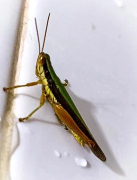 Grasshopper Stock Photos