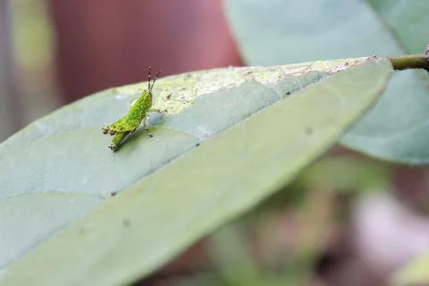 Grasshopper Foto stock