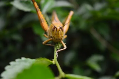 Grasshopper  스톡 사진