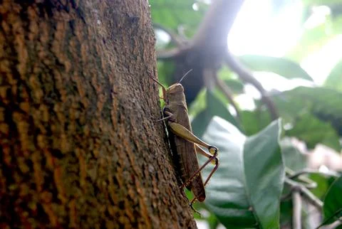Grasshopper Stock Photos