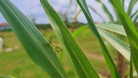 Grasshopper Stock Photos