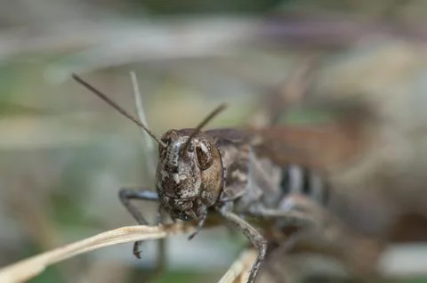 Grasshopper. Stock Photos