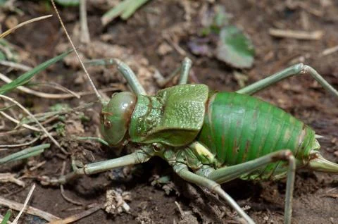 Grasshopper. Stock Photos