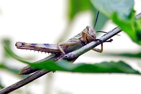 Grasshopper Stock Photos