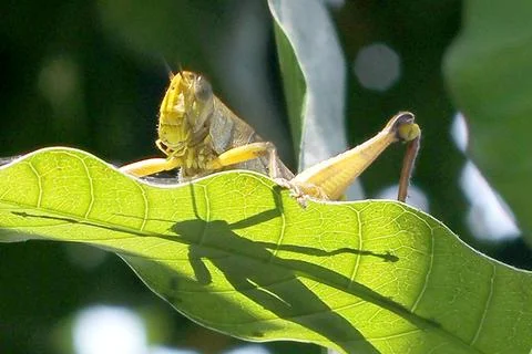 Grasshopper Foto stock