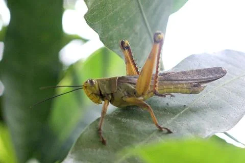 Grasshopper Stock Photos
