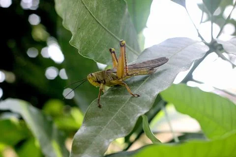Grasshopper Stock Photos
