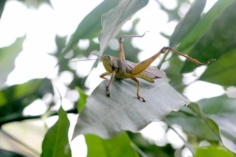Grasshopper Stock Photos