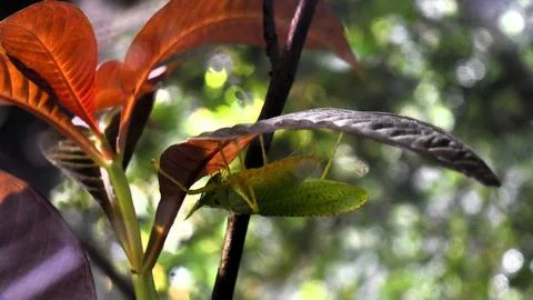 Grasshopper Fotos de archivo