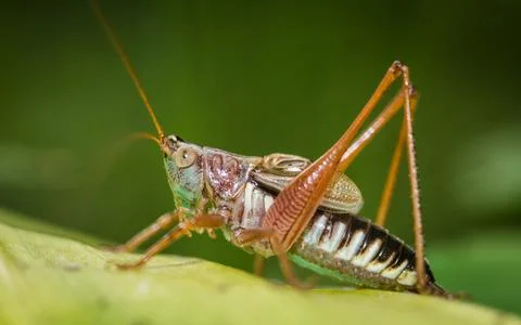 Grasshopper Stock Photos