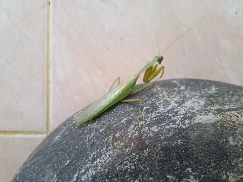 A grasshopper Stock Photos