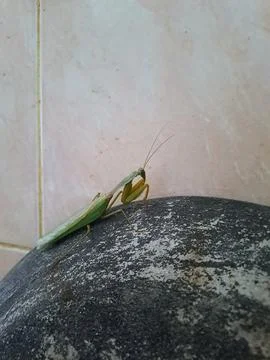 A grasshopper Stock Photos