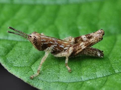 Grasshopper Stock Photos