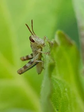 Grasshopper Stock Photos