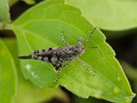 Grasshopper Stock Photos