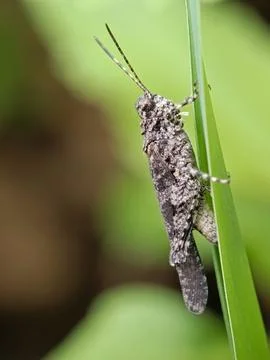 Grasshopper Stock Photos