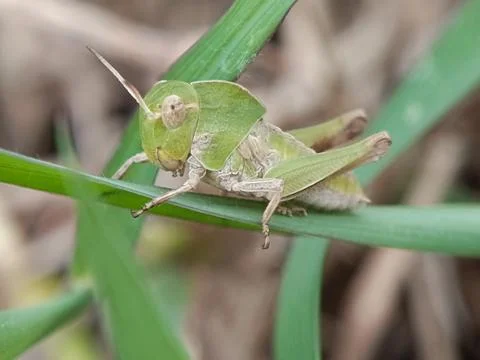 Grasshopper Stock Photos