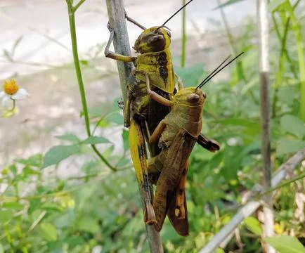 Grasshopper Stock Photos