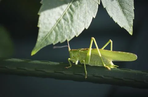 Grasshopper Stock Photos
