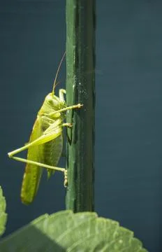 Grasshopper Stock Photos