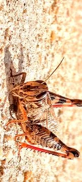 Grasshopper Stock Photos