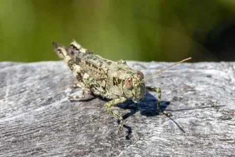 Grasshopper Picture Stock Photos
