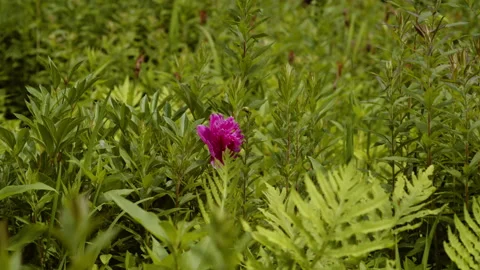 Grasshopper on a pink flower Stock Footage 158309710