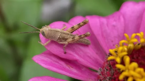 Grasshopper on pink flower. Stock Footage 263959503
