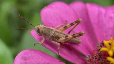 Grasshopper on pink flower. Stock Footage 263959531