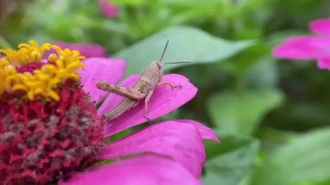 Grasshopper on pink flower. Stock Footage 263959606