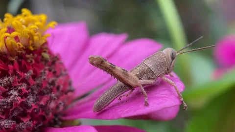 Grasshopper on pink flower. Video stock 263959867