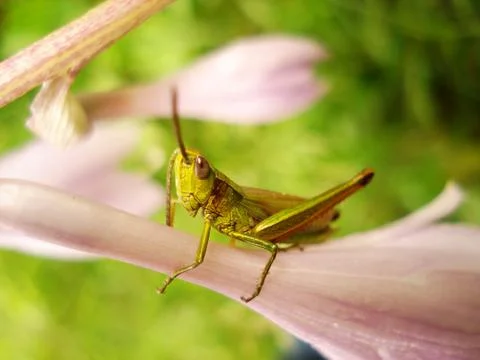 Grasshopper on Pink Flower Stock Photos