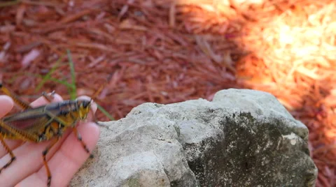 Grasshopper Placed On Rock Video stock 1216072