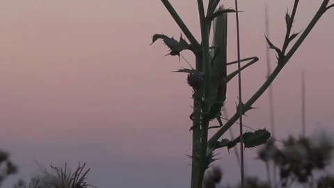 Grasshopper on a plant 스톡 동영상 69827269