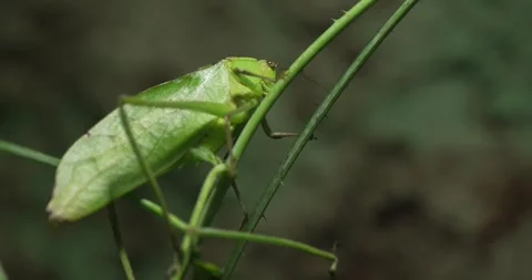 Grasshopper on a Plant Stock Footage 280957132