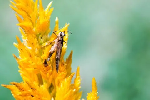 Grasshopper on the plant Stock Photos
