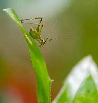 Grasshopper on a plant stem Stock Photos