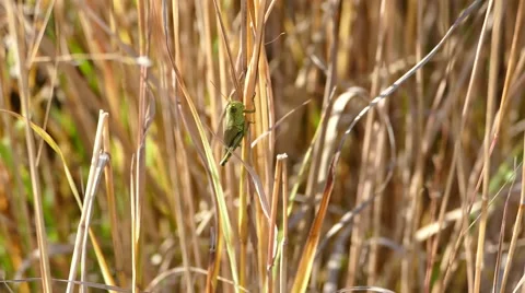 Grasshopper on plant in the wind Video stock 56247184
