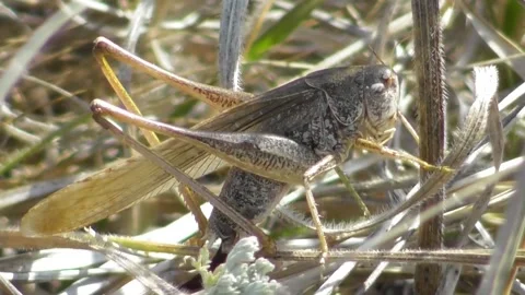 Grasshopper Platycleis affinis 1 Video stock 169766405