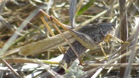 Grasshopper Platycleis affinis 2 Video stock 169766436