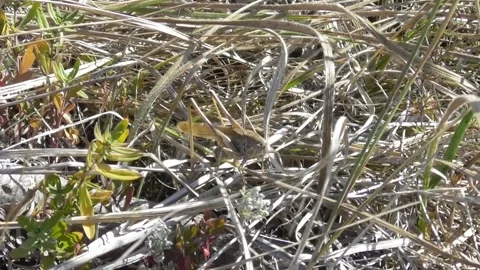 Grasshopper Platycleis affinis Video stock 169766456