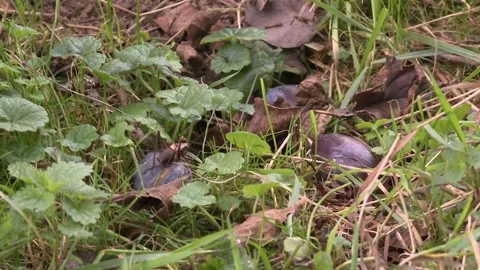 Grasshopper on plums in the grass Stock Footage 282892573