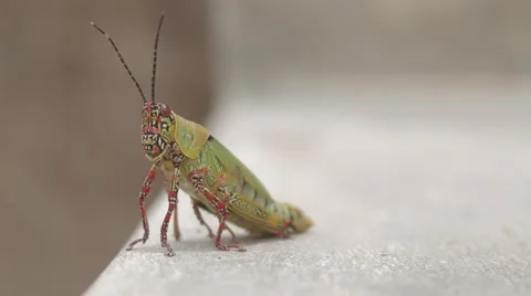 Grasshopper Posing Stock Footage 53202606
